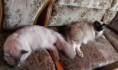 /album/fenykepgaleria/benson-es-kitty-jpg/